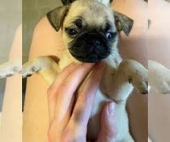 Offering pug puppies for sale & high quality pets care! Pug Puppies For Sale Near Houston Texas Usa Page 1 10 Per Page Puppyfinder Com
