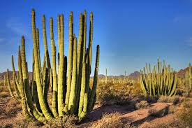 The hunters got lost in the rocky mountains. Where To See Cactuses In The American Southwest When Do They Bloom