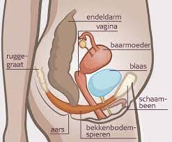 En door grenzen bepaalde plaats: Hoe Diep Of Wat Is De Lengte Van De Vagina Allesoverseks Be Van Sensoa
