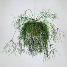 Image result for Rhipsalis baccifera