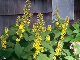 Image result for Solidago