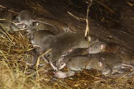 Professional pest control cost varies per exterminator, location, the degree of infestation and the size of the home. Rat Infestation We Are Experts In Rat Control Removal