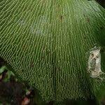 Image result for Antrophyum mannianum