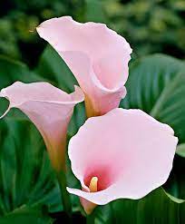Their distinctive flowers come in many beautiful colors, including classic white (a favorite for weddings), yellow, orange, pink, rose, lavender and dark maroon. Popyourlove On Twitter Calla Lily Flowers Lily Flower Beautiful Flowers