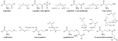 Methionine Wikipedia