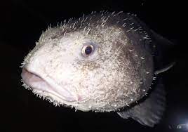 Wie bereits erwähnt, verändern sich struktur und aussehen dieses tiefseebewohners an der. Blobfisch Lebensraum Und Eigenschaften My Animals