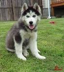 Siberian Husky Puppies for Sale - PuppyFind