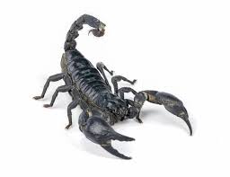 Why Scorpions are Considered Arachnids | Burns Pest Elimination