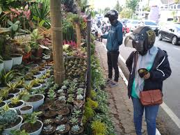 Namun saat ini jumlah pembeli tanaman hias tersebut sudah sangat jauh berkurang terlebih pada saat pandemi covid 19. Tren Penjualan Tanaman Hias Di Kota Batu Terus Meningkat Malangvoice