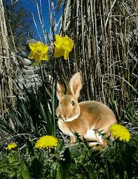 Frohe ostern lustig bilder für handy suchen sie etwas besonderes für dieses osterfest, wie ostern grußkarten bilder, gif karten. Froheostern Osterhase Ostern Gif By Kaiserlilie