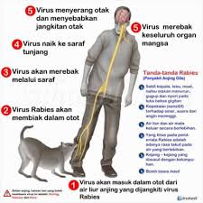 Manusia merupakan penyebab utama secara tidak. Oh Media Tanda Tanda Badan Terkena Rabies Penyakit Anjing Gila Facebook