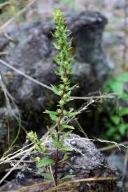 Image result for Alectra orobanchoides