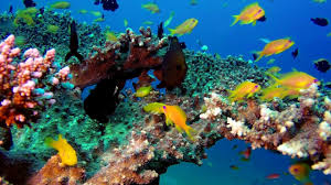 3 Hours Of Beautiful Coral Reef Fish Relaxing Ocean Fish Aquarium Rela Beautiful Ocean Coral Reef Relaxing Music