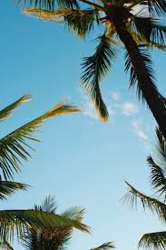 Hawaiian sunset palm tree sunset palm trees beautiful world beautiful places beautiful pictures sunset background background images sunset wallpaper. Hawaii Palms Iphone Wallpapers Top Free Hawaii Palms Iphone Backgrounds Wallpaperaccess