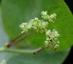 Image result for Cissampelos torulosa