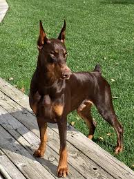 Black And Tan Doberman Pinscher Pin By Jane Rossi On Doberman Sophie Girl Doberman Pinscher Dog Doberman Pinscher Dog Trends