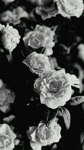 Pin En Roses