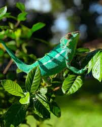 Krazychameleon Pantherchameleon Nosyfaly Nosyfalypantherchameleon Chameleon Blue Colorful Beautiful Amazing Lizard Reptile Reptiles Pet Jackson Chameleon Pets