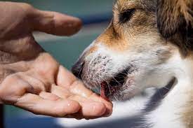 Play builds a strong bond between a dog and his human family. Why Does My Dog Lick My Hands And Feet