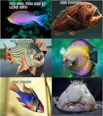 Many memes joke about the fish's role in evolution. 20 Fish Memes That You Beta Believe Are Terrible Memebase Funny Memes