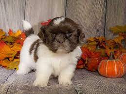 View our shih tzu bichon puppies for sale, new/upcoming litters, sold shih tzu bichon puppies and past litters. Pin On Web Pixer