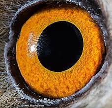 Stunning Macro Photographs Of Animal Eyes Eye Close Up Animal Close Up Extreme Close Up