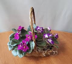 African violet, (genus saintpaulia), any of the six species of flowering plants in the genus saintpaulia (family gesneriaceae). African Violet Double Basket Plant In Croton On Hudson Ny Cooke S Little Shoppe Of Flowers