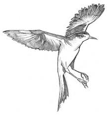 Mockingbird Cartoon Clipart 2 Wikiclipart Последние твиты от mockingbird (@amockingbird). mockingbird cartoon clipart 2 wikiclipart