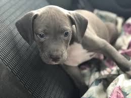 Therefore, it makes the reason why gotti pitbulls are very famous then juan gotty was bred by greyline kennels which located in los angeles, california. Blue Nose Pitbull Puppies For Sale Near Me Pet S Gallery