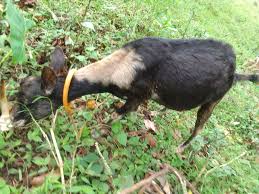 Good day! Merry Christmas! For sale po pang alaga dalawa inahin may tig isa  anak parehas lalake. Landi na isang inahin. Tagaytay/Alfonso location.  Tawaran nyo na baka sakali magkakasundo. Tagaytay/Alfonso location. Maraming