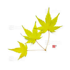 Irohamomiji, is a species of woody plant native to japan, north korea, south korea, china, eastern mongolia, and southeast russia. Acer Palmatum Shiro Fu Nishiki From Maillot Erable The Store Maillot Erable