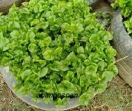Bayam brazil ni la senang tanam & jaga,tak siram pon elok die hidup,bila musim ujan lagi kerepek bayam brazil, sedap, rangup, & tahan lama, hanya mengunakan 4 bahanbang jat studio. Anim Agro Technology Bayam Brazil Mudah Tanam Dan Berkhasiat