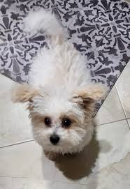 Highly recommend Britt's House Call Dog Grooming