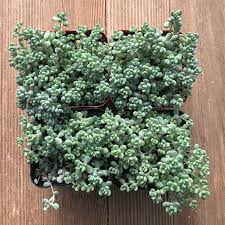Image result for Sedum