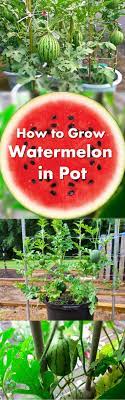 Growing Watermelon Vertically In Pots How To Grow Watermelon In Containers How To Grow Watermelon Indoor Vegetable Gardening Growing Vegetables