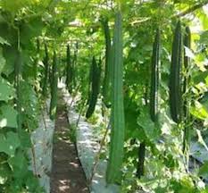 Image result for Luffa acutangula