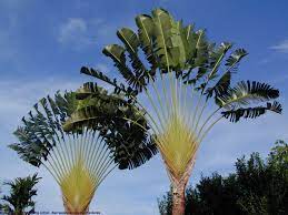 Trees Google Images Florida Trees Photo Tree Tree