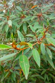 Image result for Croton gratissimus