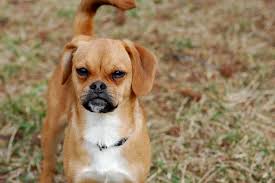 Image result for puggle
