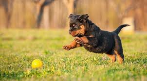 Can You Use A Shock Collar On A Puppy When Puppy Training Dog Shock Collar Puppy Play