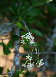 Image result for Gymnosporia maranguensis