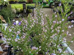 Image result for Fabiana imbricata