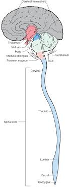 Damage to the brain can be caused by many things, for example, trauma and als. Orientation To The Structure And Imaging Of The Central Nervous System Clinical Gate