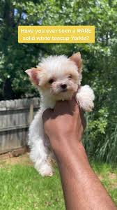 Image result for white yorkshire terrier