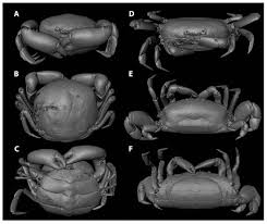 Image result for Cribbia brachyceras