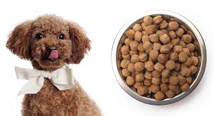 feeding a poodle puppy diet tips and scheduling ideas