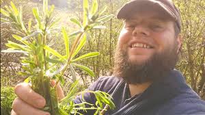 Cleavers! 🌿 Another wild edible plant that's classified as a weed! this  bright green sticky plant isn't just edible its a highly nutritious  medicinal herb that grows all around us abundantly. Known