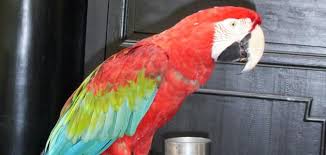 معلومات عليك ان تعرفها اذا اردت اخراج الببغاء خارج قفصه