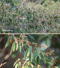 Image result for Croton gratissimus