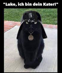 nemeckij yazyk start deutsch katzen lustige spruche katze lustig lustige tierbilder